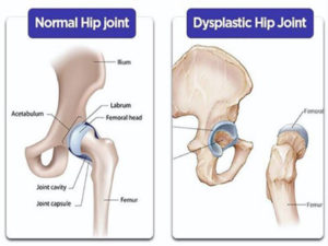 Site - Orthopaedic Surgeon Website Template